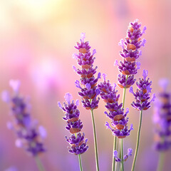 Obraz premium fragrant lavender close-up,