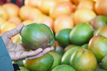 Hand holding a ripe mango among fresh fruit at market stall