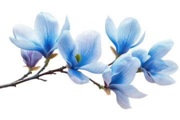 Spring blue magnolia branch corner border, transparent background for floral design