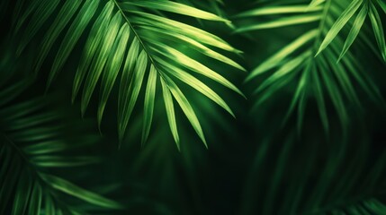 Lush green palm fronds in a tropical setting.
