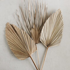 Dry palm leaves close up top view on beige textured background . Aesthetic fine art wall print, wallpaper. Neutral beige color
