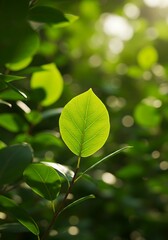 Obraz premium Sunlight's Embrace: A Single Leaf AI Generated