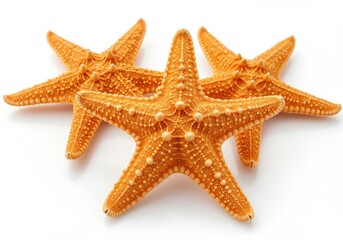 Three starfish arranged closely together isolated on white background