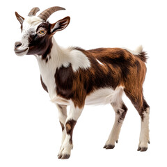 Obraz premium Realistic Farm Goat Standing Still on Transparent Background