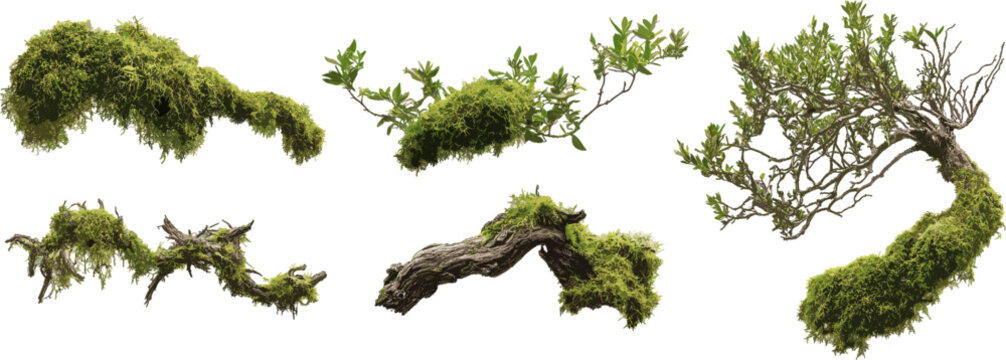 Set of mossy tree branches, vector illustration