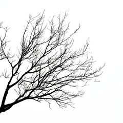 bare tree branch silhouette