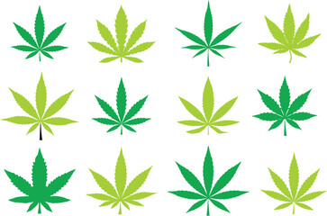 Fototapeta premium Cannabis leaves isolated on white background. Marijuana, Sativa and Indica stock images. Recreational and medicinal drug usage.