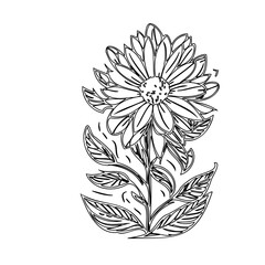 Delicate Line Art: Detailed Floral Illustration for Creative Design Projects