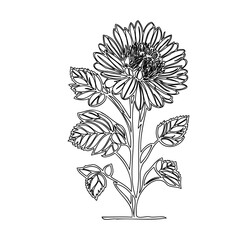 Delicate floral illustration showcases a blooming flower with detailed leaves