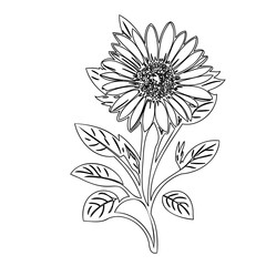 Elegant sunflower illustration with intricate petal detailing and stylized leaves