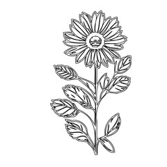Elegant floral vector illustration capturing refined botanical line work design