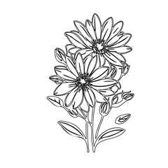 Elegant monochrome floral design featuring delicate daisy blossoms illustration