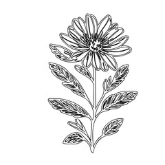 Minimalist Floral Illustration: Delicate Daisy Blossom in Outlined Vector Style