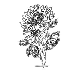 Elegant botanical sketch of blooming daisies, a delicate monochrome rendering