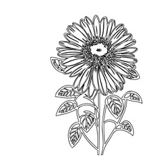 Gerbera Outline: A Detailed Vector Illustration for Coloring and Design