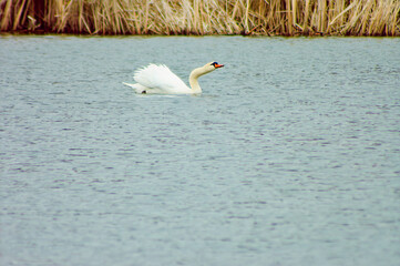 white swan on the lake