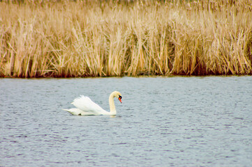 mute swan swimming