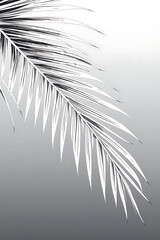 Obraz premium Monochrome Palm Leaf on Gray Gradient