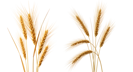 Wheat Stalks with Grains Isolated on Transparent Background


