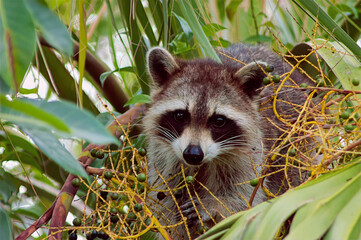 raccoon in a palm tree © Michael