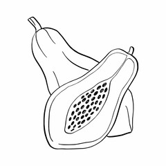 Papaya seamless set on white background. Sketch of papaya on white board. Line art of fruit