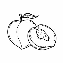 Peach seamless set on white background. Sketch of peach on white board. Line art of fruit