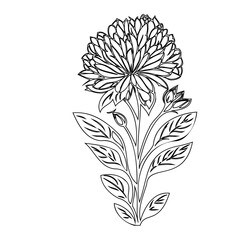Elegant botanical line art illustration of a flower with detailed foliage