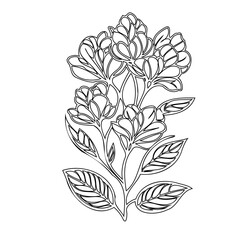 Delicate floral arrangement with fine lines, a beautiful botanical outline for various creative designs