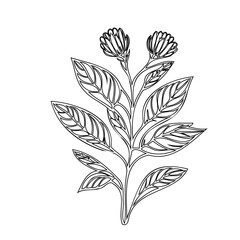 Elegant botanical illustration featuring intricate floral and leaf outlines