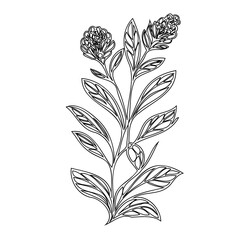 Delicate botanical illustration featuring an intricate flowering plant design