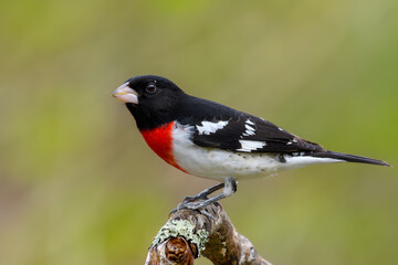 Rose-breasted Grosbeak