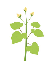 2D flat vector illustration gotu kola plant icon isolated on a white background.