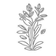 Elegant botanical illustration of a blossoming plant with outlined detailing