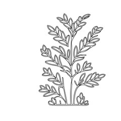 Delicate botanical rendering displaying plant with finely outlined branches and leaves
