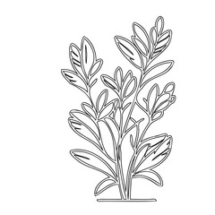 Elegant outline illustration of a botanical plant with decorative leaves isolated