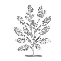 Elegant botanical illustration of a symmetrical plant with delicate leaves