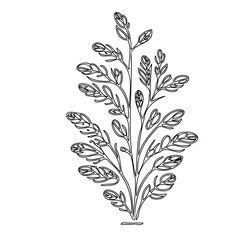 Delicate botanical illustration of a stylized plant with intricate leaf details