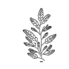 Ethereal botanical sketch of delicate fern fronds on stark white canvas