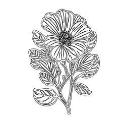 Elegant floral illustration featuring a delicate bloom with textured leaves