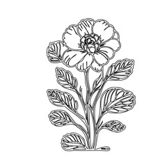 Elegant floral illustration featuring a blossoming flower with stylized leaves