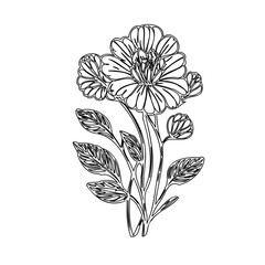 Elegant botanical illustration showcasing a blooming floral arrangement in monochrome