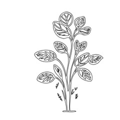 Elegant botanical line drawing of a prayer plant, graceful simplicity in nature