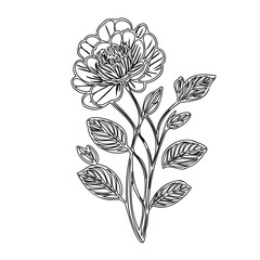 Elegant peony flower line art illustration on a clean white backdrop