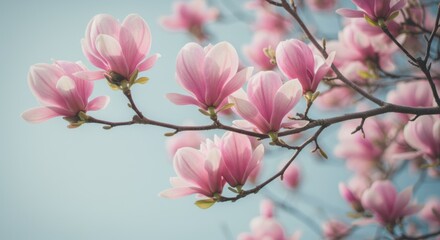 Fototapeta premium Pink Magnolia Branches Blooming Against a Soft Blue Sky, Capturing the Freshness and Colorful Beauty of Early Spring