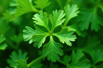 Close-up shot of parsley, showing delicate leaf venation, organic, vegetable