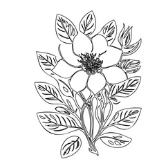 Elegant floral arrangement outline featuring blossoming magnolias and foliage