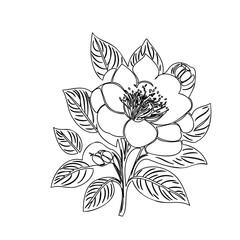 Detailed floral illustration featuring a blossoming flower with elegant leaves