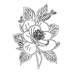 Elegant floral arrangement: An exquisite outline depicting a magnolia flower cluster