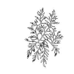 Elegant botanical line art illustration featuring stylized leaves and branches