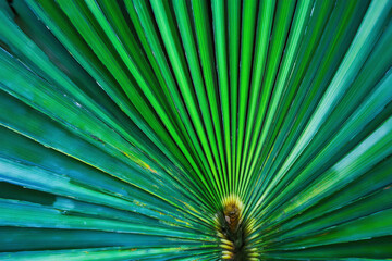 Obraz premium close up of a green palm leaf 2